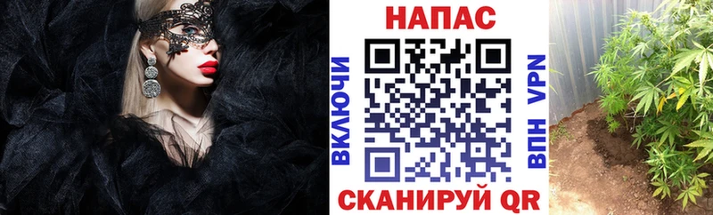 Шишки марихуана Amnesia  Новопавловск 